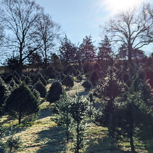 Christmas Trees Field 4