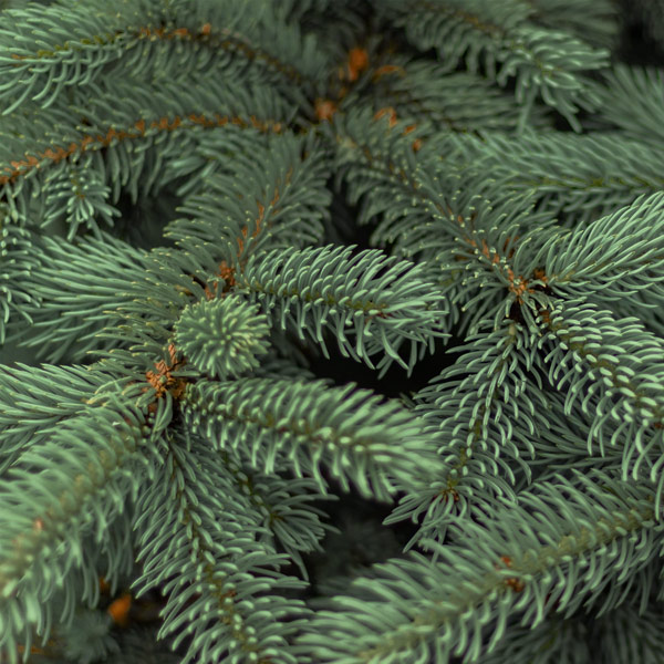 Blue Spruce Close Up