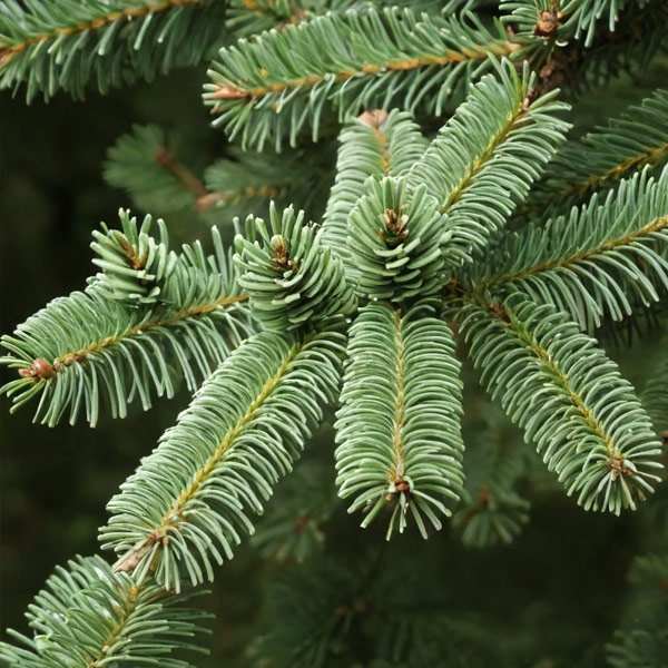 Canaan Fir Close Up