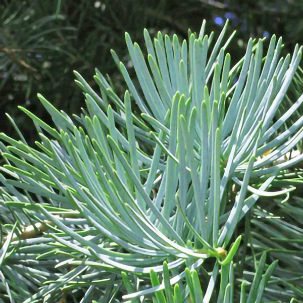 Concolor Fir Close Up