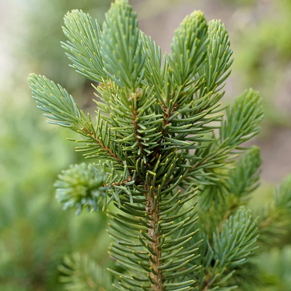 Meyer Spruce Close Up