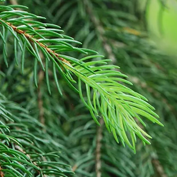 White Spruce Close Up